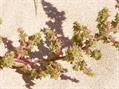 prickly Russian thistle ، Tumbleweed